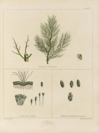 Walter Hood Fitch - Cryptogamic botany of the Antarctic voyage of HM Discovery ships Erebus and Terror in the years 1839 Pl13.webp
