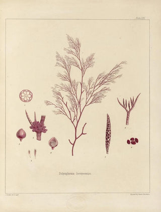 Walter Hood Fitch - Cryptogamic botany of the Antarctic voyage of HM Discovery ships Erebus and Terror in the years 1839 Pl14.webp