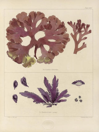 Walter Hood Fitch - Cryptogamic botany of the Antarctic voyage of HM Discovery ships Erebus and Terror in the years 1839 Pl16.webp