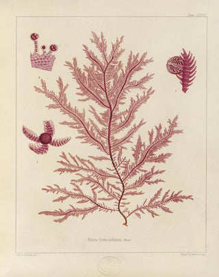 Walter Hood Fitch - Cryptogamic botany of the Antarctic voyage of HM Discovery ships Erebus and Terror in the years 1839 Pl21.webp