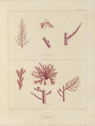 Walter Hood Fitch - Cryptogamic botany of the Antarctic voyage of HM Discovery ships Erebus and Terror in the years 1839 Pl22.webp
