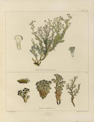 Walter Hood Fitch - Cryptogamic botany of the Antarctic voyage of HM Discovery ships Erebus and Terror in the years 1839 Pl24.webp