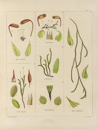 Walter Hood Fitch - Cryptogamic botany of the Antarctic voyage of HM Discovery ships Erebus and Terror in the years 1839 Pl29.webp