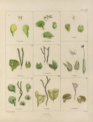 Walter Hood Fitch - Cryptogamic botany of the Antarctic voyage of HM Discovery ships Erebus and Terror in the years 1839 Pl31.webp