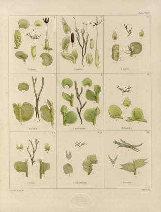 Walter Hood Fitch - Cryptogamic botany of the Antarctic voyage of HM Discovery ships Erebus and Terror in the years 1839 Pl32.webp