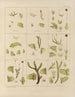 Botanical Cryptogamic Painting of the Voyage to Antarctica of the HM Discovery Erebus and Terror Ships in the Years 1839 Pl33 - Walter Hood Fitch — artwork view