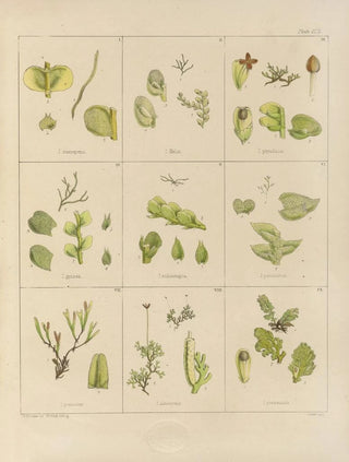 Walter Hood Fitch - Cryptogamic botany of the Antarctic voyage of HM Discovery ships Erebus and Terror in the years 1839 Pl34.webp
