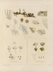 Botanical cryptogamic painting of the voyage to Antarctica of the HM Discovery Erebus and Terror ships in 1839 Pl36 - Walter Hood Fitch — artwork view