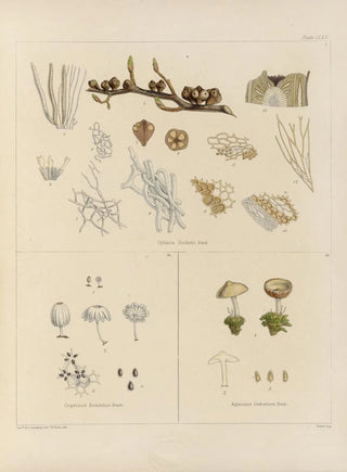 Walter Hood Fitch - Cryptogamic botany of the Antarctic voyage of HM Discovery ships Erebus and Terror in the years 1839 Pl36.webp