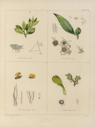 Walter Hood Fitch - Cryptogamic botany of the Antarctic voyage of HM Discovery ships Erebus and Terror in the years 1839 Pl38.webp