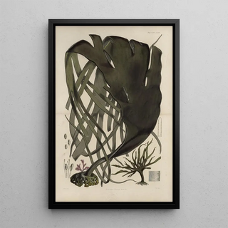 Walter Hood Fitch - Cryptogamic botany of the Antarctic voyage of HM Discovery ships Erebus and Terror in the years 1839 Pl39.webp