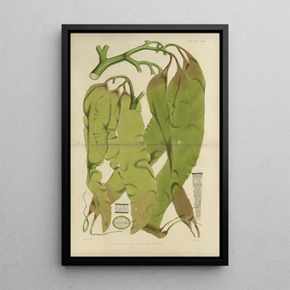 Walter Hood Fitch - Cryptogamic botany of the Antarctic voyage of HM Discovery ships Erebus and Terror in the years 1839 Pl40.webp