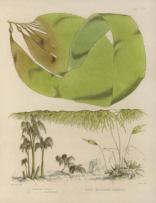 Walter Hood Fitch - Cryptogamic botany of the Antarctic voyage of HM Discovery ships Erebus and Terror in the years 1839 Pl42.webp