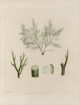 Walter Hood Fitch - Cryptogamic botany of the Antarctic voyage of HM Discovery ships Erebus and Terror in the years 1839 Pl44.webp