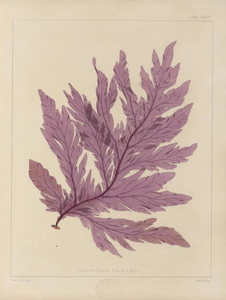 Walter Hood Fitch - Cryptogamic botany of the Antarctic voyage of HM Discovery ships Erebus and Terror in the years 1839 Pl45.webp