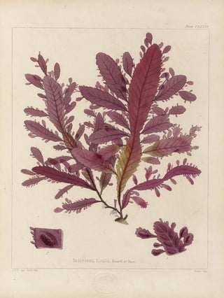 Walter Hood Fitch - Cryptogamic botany of the Antarctic voyage of HM Discovery ships Erebus and Terror in the years 1839 Pl46.webp