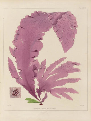 Walter Hood Fitch - Cryptogamic botany of the Antarctic voyage of HM Discovery ships Erebus and Terror in the years 1839 Pl47.webp