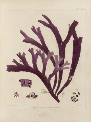 Walter Hood Fitch - Cryptogamic botany of the Antarctic voyage of HM Discovery ships Erebus and Terror in the years 1839 Pl50.webp