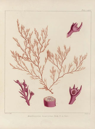 Walter Hood Fitch - Cryptogamic botany of the Antarctic voyage of HM Discovery ships Erebus and Terror in the years 1839 Pl51.webp