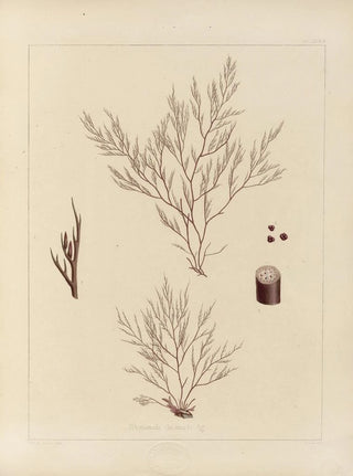 Walter Hood Fitch - Cryptogamic botany of the Antarctic voyage of HM Discovery ships Erebus and Terror in the years 1839 Pl54.webp