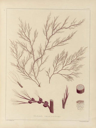 Walter Hood Fitch - Cryptogamic botany of the Antarctic voyage of HM Discovery ships Erebus and Terror in the years 1839 Pl55.webp