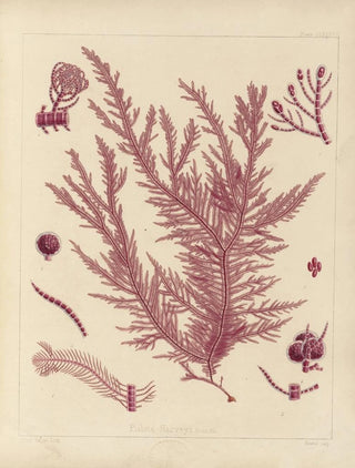 Walter Hood Fitch - Cryptogamic botany of the Antarctic voyage of HM Discovery ships Erebus and Terror in the years 1839 Pl57.webp