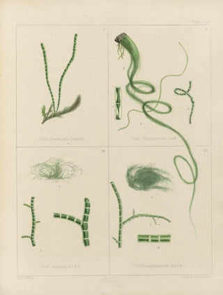 Walter Hood Fitch - Cryptogamic botany of the Antarctic voyage of HM Discovery ships Erebus and Terror in the years 1839 Pl62.webp
