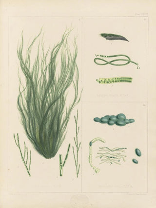 Walter Hood Fitch - Cryptogamic botany of the Antarctic voyage of HM Discovery ships Erebus and Terror in the years 1839 Pl63.webp