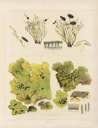 Walter Hood Fitch - Cryptogamic botany of the Antarctic voyage of HM Discovery ships Erebus and Terror in the years 1839 Pl65.webp