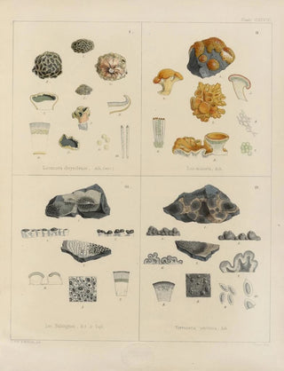 Walter Hood Fitch - Cryptogamic botany of the Antarctic voyage of HM Discovery ships Erebus and Terror in the years 1839 Pl68.webp