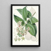 Duabanga Sonneratioides Ham - Walter Hood Fitch — framed artwork on a wall