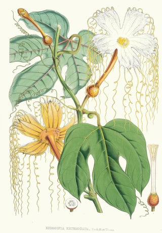 Walter Hood Fitch - Hodgsonia Heteroclita Hook fil et Thoms Female plant.webp