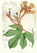 Hodgsonia Heteroclita Hook fil y Thoms planta macho - Walter Hood Fitch — vista de la obra