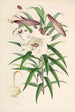 Lilium Browni - Walter Hood Fitch — vista de la obra