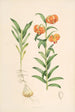 Lilium Carniolicum - Walter Hood Fitch — vista de la obra