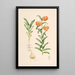 Lilium Carniolicum - Walter Hood Fitch — cuadro enmarcado en la pared