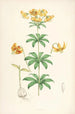 Lilium Columbianum - Walter Hood Fitch — vista de la obra