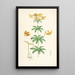 Lilium Columbianum - Walter Hood Fitch — cuadro enmarcado en la pared