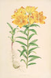 Lilium Croceum - Walter Hood Fitch — vista de la obra