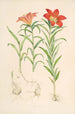 Lilium Davuricum - Walter Hood Fitch — artwork view
