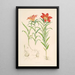 Lilium Davuricum - Walter Hood Fitch — framed artwork on a wall