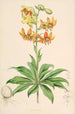 Lilium Hansoni - Walter Hood Fitch — vista de la obra
