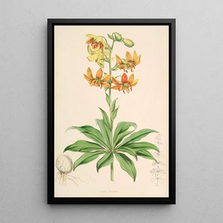 Walter Hood Fitch - Lilium Hansoni.webp