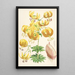 Lilium Humboldti - Walter Hood Fitch — cuadro enmarcado en la pared