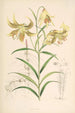 Lilium Leichtlinii - Walter Hood Fitch — vista de la obra