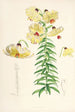 Lilium Monadelphum - Walter Hood Fitch — artwork view