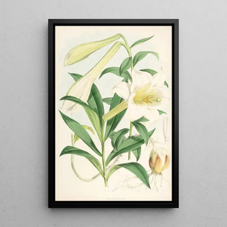 Walter Hood Fitch - Lilium Neilgherriense.webp