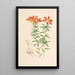 Lilium Philadelphicum - Walter Hood Fitch — cuadro enmarcado en la pared