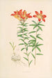Lilium Philadelphicum - Walter Hood Fitch — vista de la obra