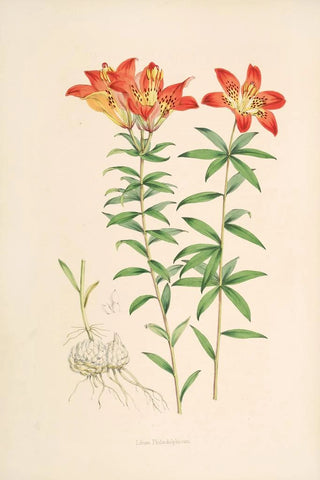 Walter Hood Fitch - Lilium Philadelphicum.webp